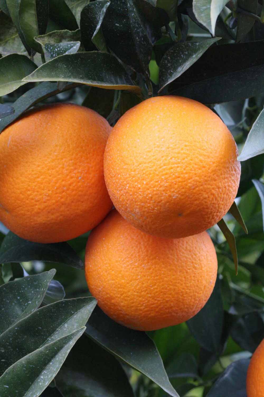              Fruit (Lindcove, CA)       